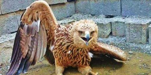 عقاب طلایی گیرافتاده در تورهای هوایی 