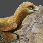 worlds-oldest-bird-130529-670×440
