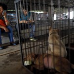 Animal lover Yang Xiaoyun uses a mobile phone next to a cage accommodating dogs which she purchased from dog vendors to rescue them from dog meat dealers at a temporary shelter ahead of a local dog meat festival in Yulin