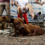 Dogs for sale are seen in Dashichang dog market ahead of a local dog meat festival in Yulin