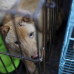 A dog which was purchased by animal right activists in order to rescue it from dog dealers, is seen in a cage near a dog trading market ahead of a local dog meat festival in Yulin